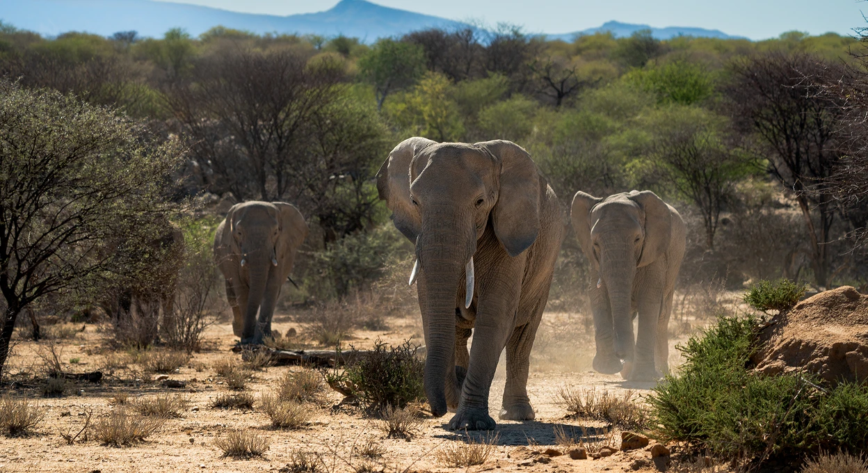 zugvogel-Touren-Etosha Nationalpark Safari